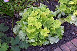 Northern Exposure Lime Coral Bells (Heuchera 'TNHEUNEL') at English Gardens