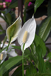 Peace Lily (Spathiphyllum cochlearispathum) at English Gardens