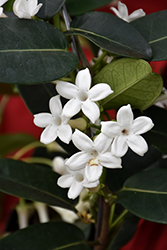 Madagascar Jasmine (Stephanotis floribunda) at English Gardens