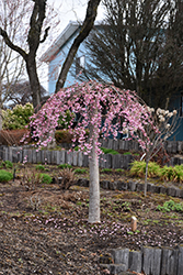 Pink Cascade Weeping Cherry (Prunus 'NCPH1') at English Gardens