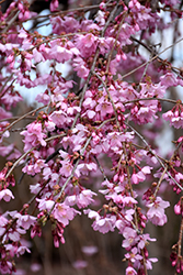 Pink Cascade Weeping Cherry (Prunus 'NCPH1') at English Gardens