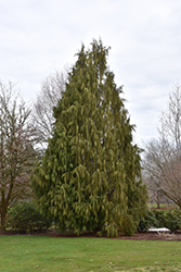 Weeping Nootka Cypress (Chamaecyparis nootkatensis 'Pendula') at English Gardens