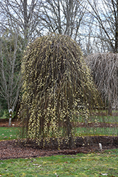 Weeping Pussy Willow (Salix caprea 'Pendula') at English Gardens
