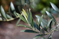 Arbequina European Olive (Olea europaea 'Arbequina') at English Gardens