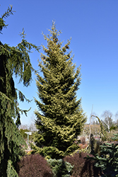 Skylands Golden Spruce (Picea orientalis 'Skylands') at English Gardens