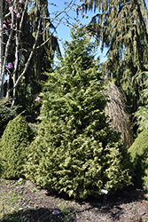 Mariesii Hinoki Falsecypress (Chamaecyparis obtusa 'Mariesii') at English Gardens