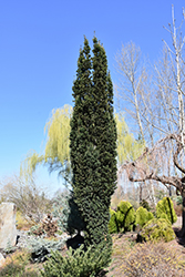 Beanpole Yew (Taxus x media 'Beanpole') at English Gardens