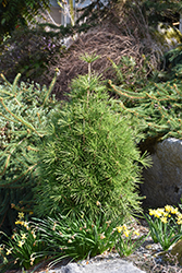 Green Bullet Umbrella Pine (Sciadopitys verticillata 'Gruene Kugel') at English Gardens