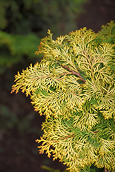 Golden Hinoki Falsecypress (Chamaecyparis obtusa 'Aurea') at English Gardens
