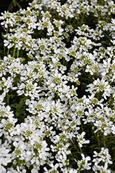 Snow Cone Candytuft (Iberis sempervirens 'Snow Cone') at English Gardens