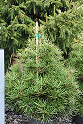 Picola Umbrella Pine (Sciadopitys verticillata 'Picola') at English Gardens