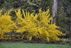 Lynwood Gold Forsythia (Forsythia x intermedia 'Lynwood Gold') at English Gardens