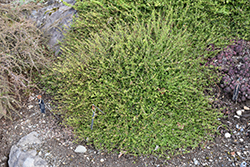 Kewensis Wintercreeper (Euonymus fortunei 'Kewensis') at English Gardens