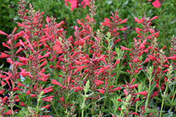 Kudos Red Hyssop (Agastache 'Kudos Red') at English Gardens
