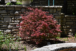 Shaina Japanese Maple (Acer palmatum 'Shaina') at English Gardens