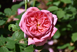 Boscobel Rose (Rosa 'Boscobel') at English Gardens