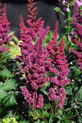 Visions in Red Chinese Astilbe (Astilbe chinensis 'Visions in Red') at English Gardens