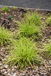 EverColor Everillo Japanese Sedge (Carex oshimensis 'Everillo') at English Gardens
