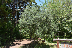 Arbequina European Olive (Olea europaea 'Arbequina') at English Gardens