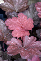 Carnival Candy Apple Coral Bells (Heuchera 'Candy Apple') at English Gardens
