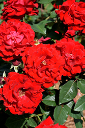 Oh My! Rose (Rosa 'WEKcisfribo') at English Gardens