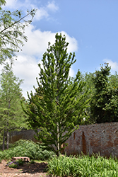 Peve Minaret Baldcypress (Taxodium distichum 'Peve Minaret') at English Gardens