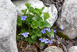 Wooly Blue Violet (Viola sororia) at English Gardens