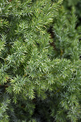 Star Power Juniper (Juniperus 'J.N. Select Blue') at English Gardens