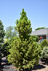 Big Berta White Spruce (Picea glauca 'Big Berta') at English Gardens