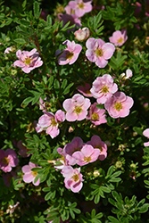 Pink Beauty Potentilla (Potentilla fruticosa 'Pink Beauty') at English Gardens
