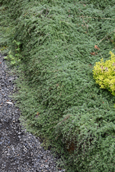 Wooly Thyme (Thymus pseudolanuginosis) at English Gardens