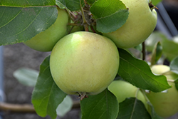 Lodi Apple (Malus 'Lodi') at English Gardens