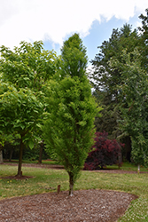 Lindsey's Skyward Bald Cypress (Taxodium distichum 'Skyward') at English Gardens