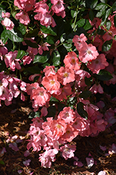 Flower Carpet Coral Rose (Rosa 'Flower Carpet Coral') at English Gardens