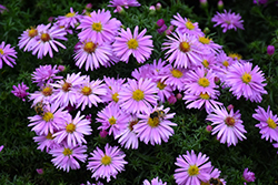 Woods Pink Aster (Symphyotrichum 'Woods Pink') at English Gardens