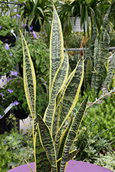 Striped Snake Plant (Sansevieria trifasciata 'Laurentii') at English Gardens