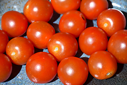Sweet 100 Tomato (Solanum lycopersicum 'Sweet 100') at English Gardens