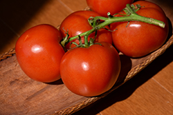 Marglobe Tomato (Solanum lycopersicum 'Marglobe') at English Gardens