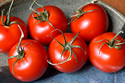 Patio Tomato (Solanum lycopersicum 'Patio') at English Gardens