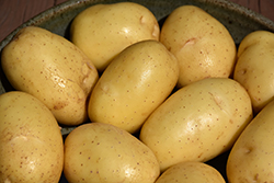White Potato (Solanum tuberosum 'White') at English Gardens
