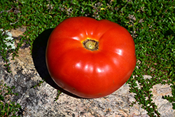 Mortgage Lifter Tomato (Solanum lycopersicum 'Mortgage Lifter') at English Gardens