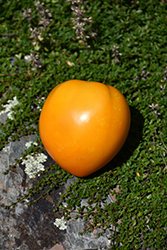 Yellow Oxheart Tomato (Solanum lycopersicum 'Yellow Oxheart') at English Gardens