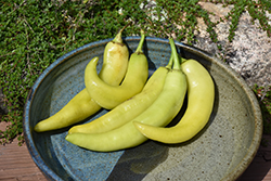 Sweet Banana Pepper (Capsicum annuum 'Sweet Banana') at English Gardens
