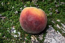 Contender Peach (Prunus persica 'Contender') at English Gardens
