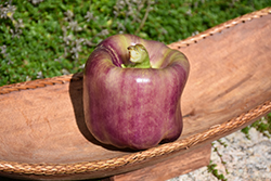 Lilac Sweet Pepper (Capsicum annuum 'Lilac') at English Gardens