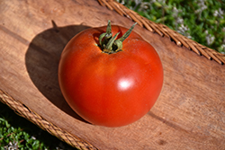 Jersey Tomato (Solanum lycopersicum 'Jersey') at English Gardens