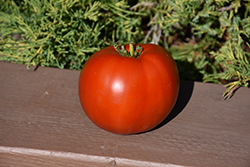 Bonny Best Tomato (Solanum lycopersicum 'Bonny Best') at English Gardens