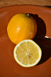 Improved Meyer Lemon (Citrus x meyeri 'Meyer Improved') at English Gardens