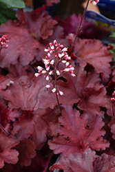 Forever Red Coral Bells (Heuchera 'Forever Red') at English Gardens