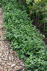 Peppermint (Mentha x piperita) at English Gardens